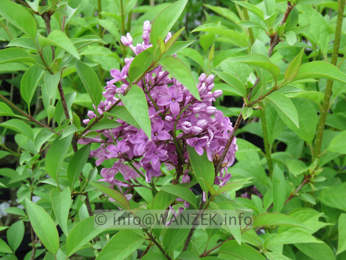 Syringa chinensis Saugeana 01.JPG